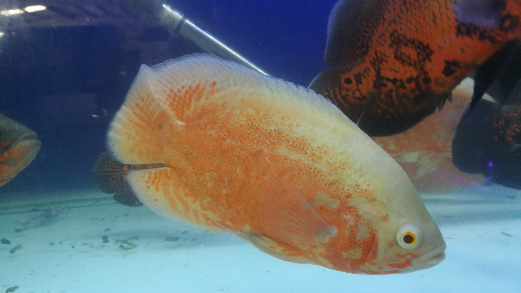 观赏鱼"浮头",除了缺氧,竟然还有这6大些原因!你必须知道!